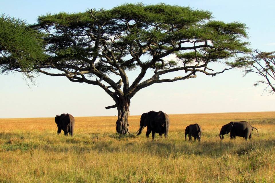 Tanzania