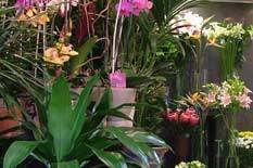 Floristería