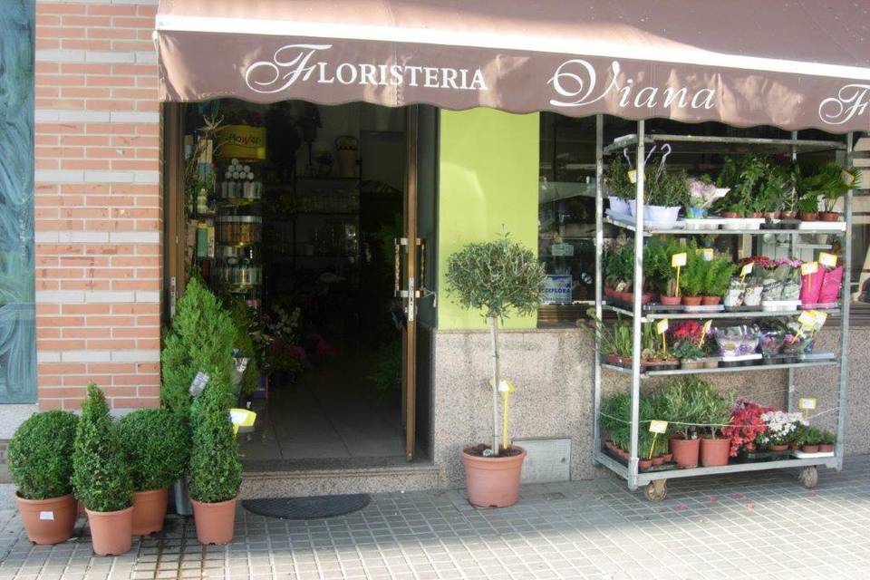 Viana tienda