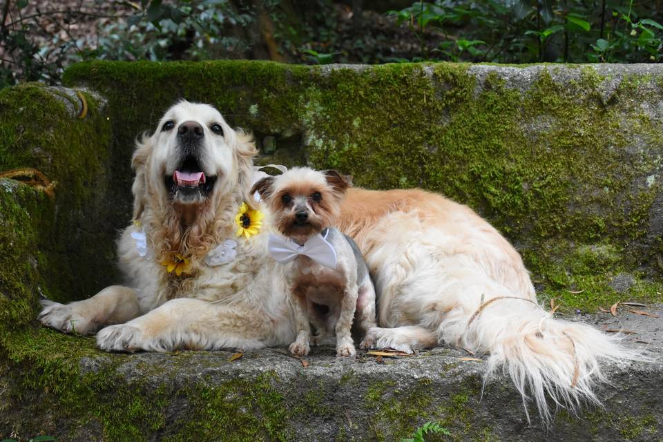 Las mascotas de los novios