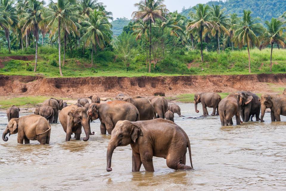 Yala National Park, Sri Lanka