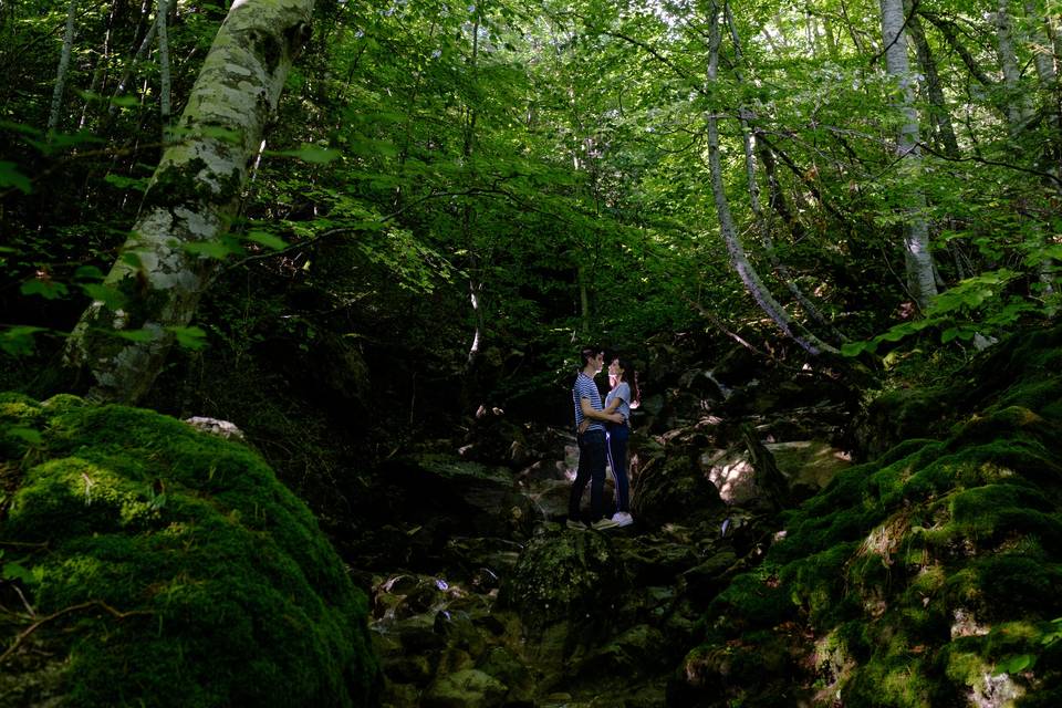 Bosque de Hayas