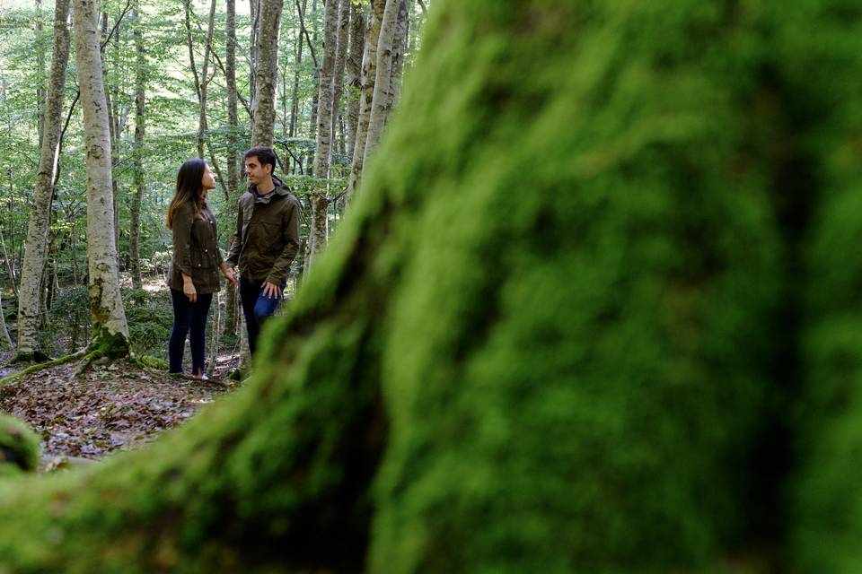 Bosque de Hayas