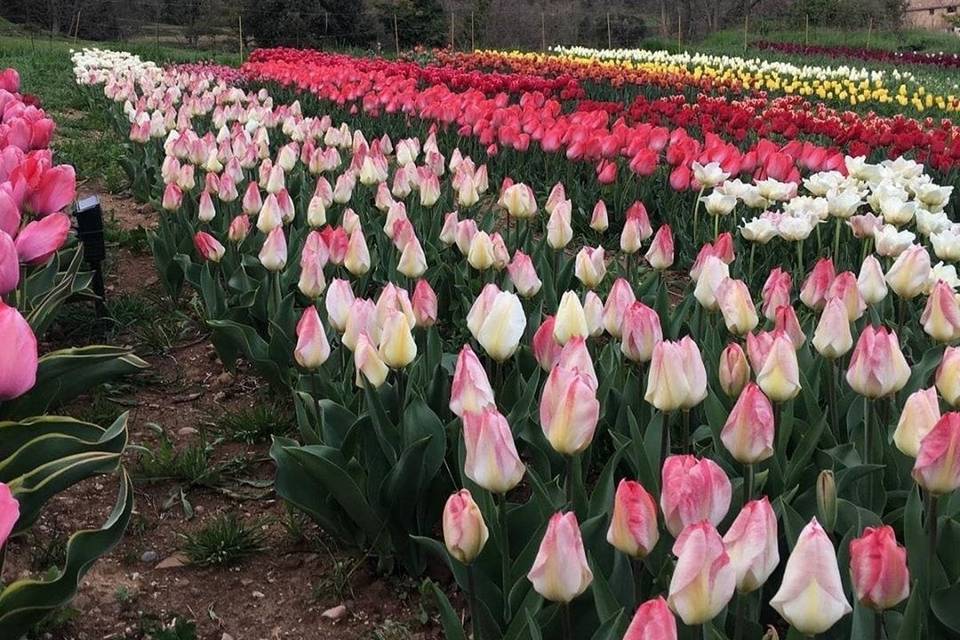 Bodas de primavera