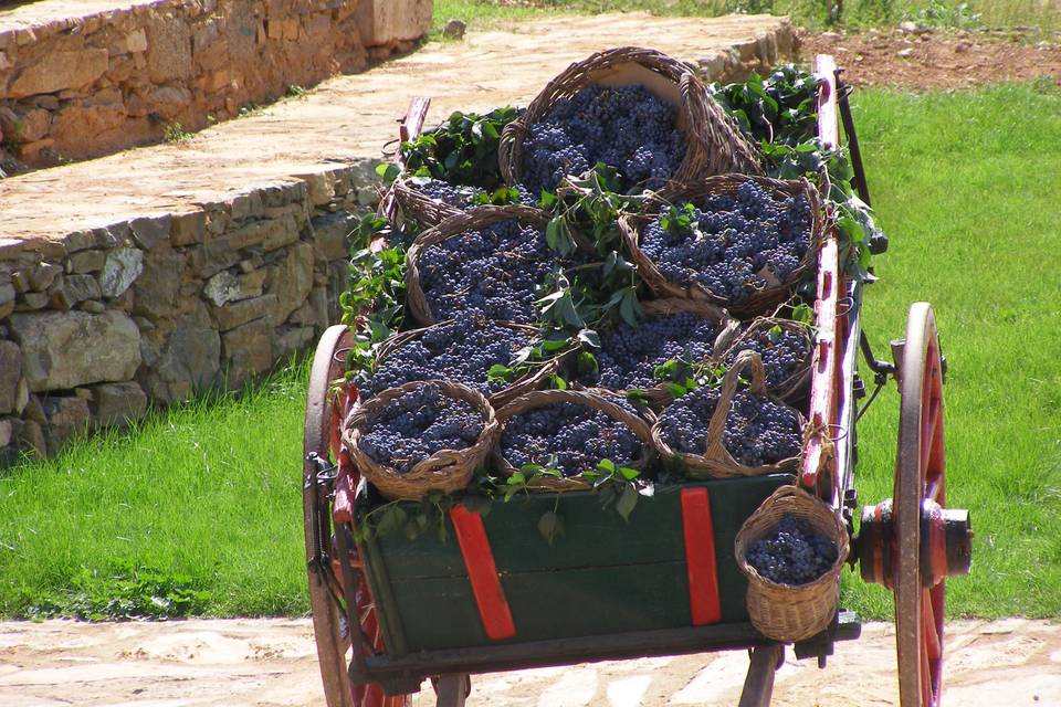 Carro uvas