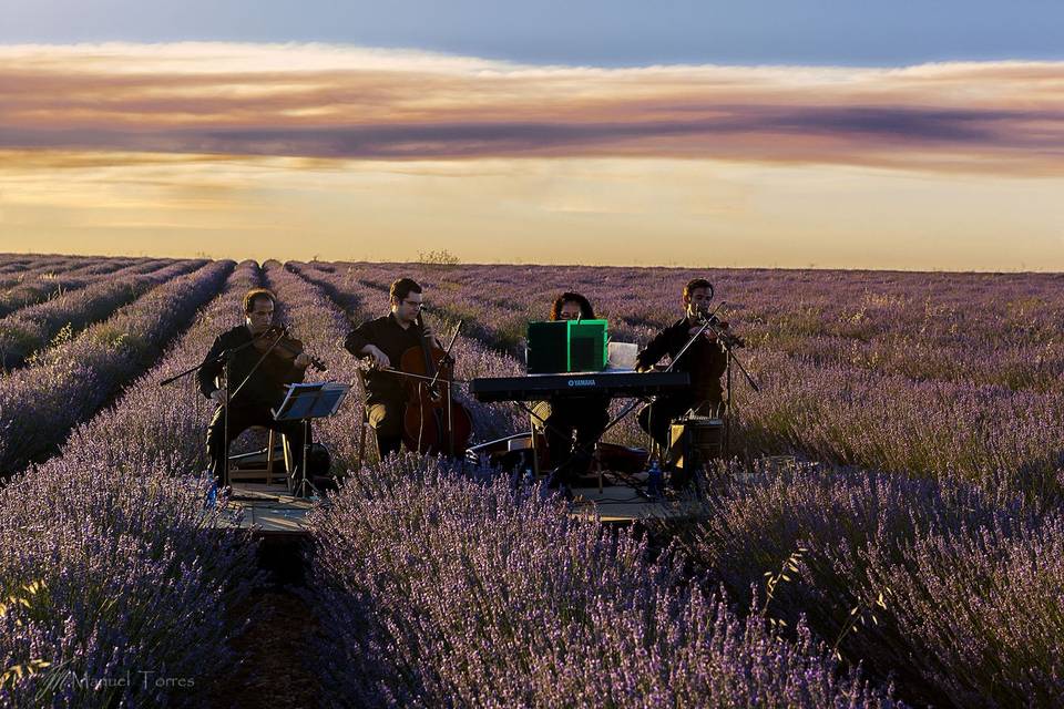 Cóctel sobre lavanda