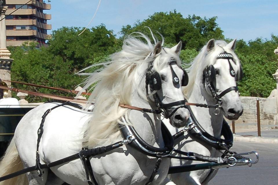 Caballos tordos pura raza español de gran belleza.