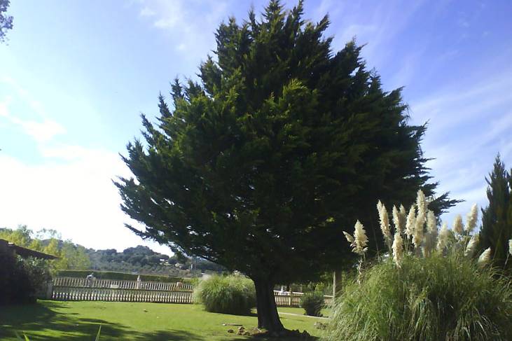 Jardín del cortjo