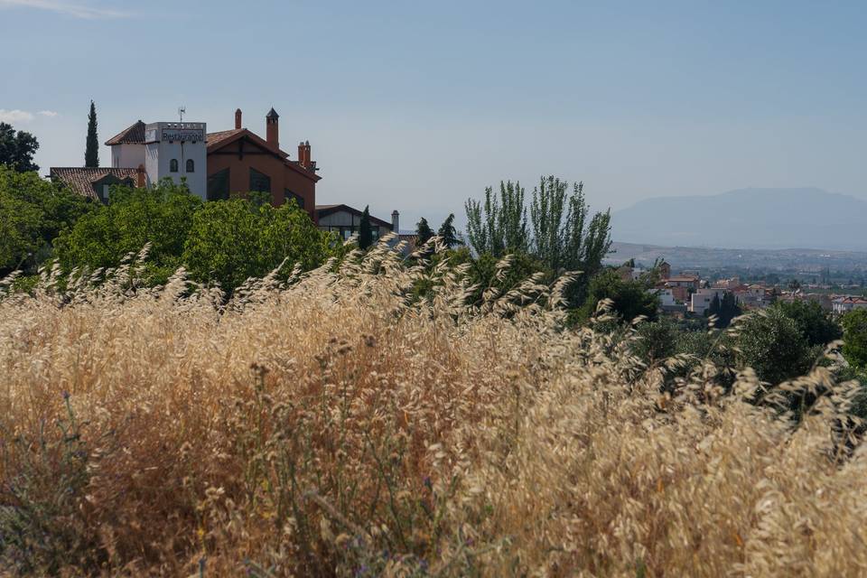 CAMPO DE TRIGO