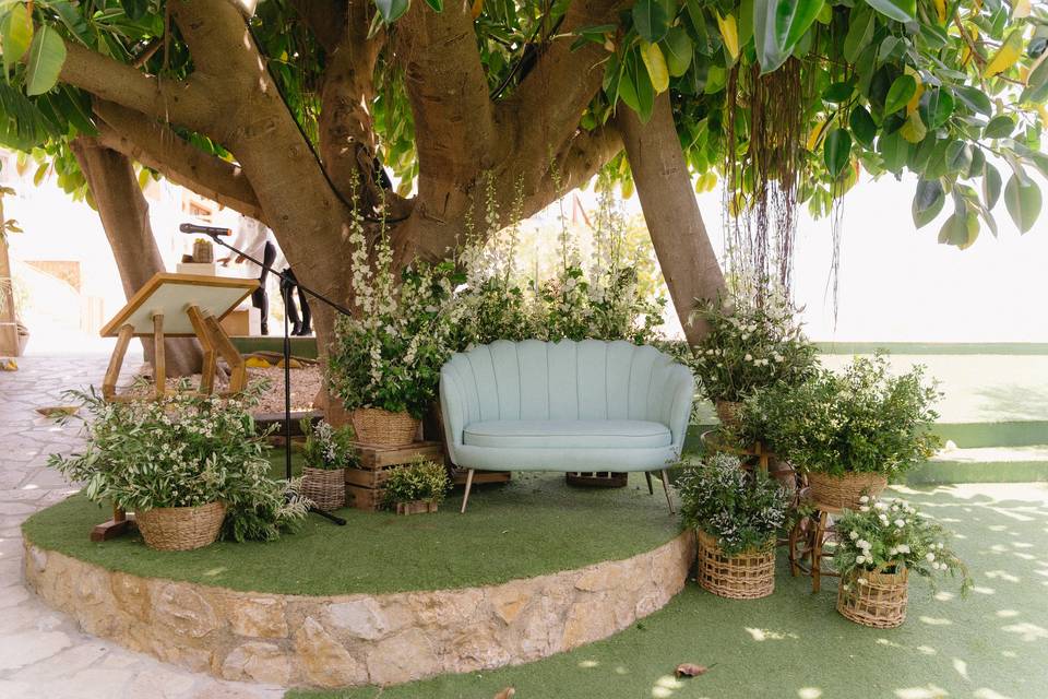 Ceremonia ficus