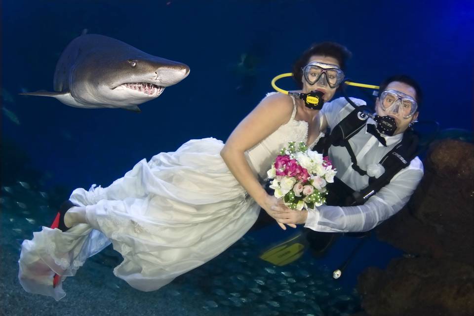 Boda entre tiburones