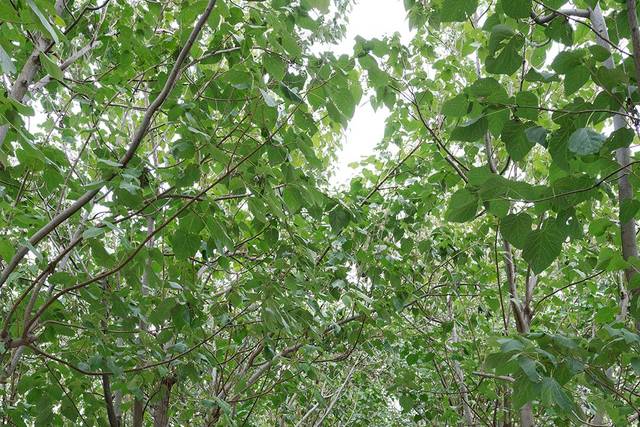 Ceremonia bosque