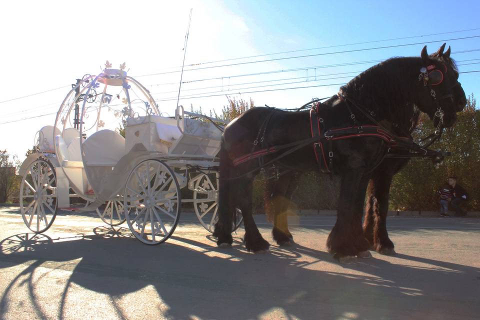 Un transporte sorprendente