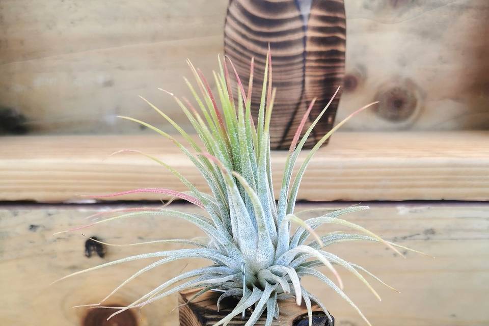 Tillandsia en madera quemada