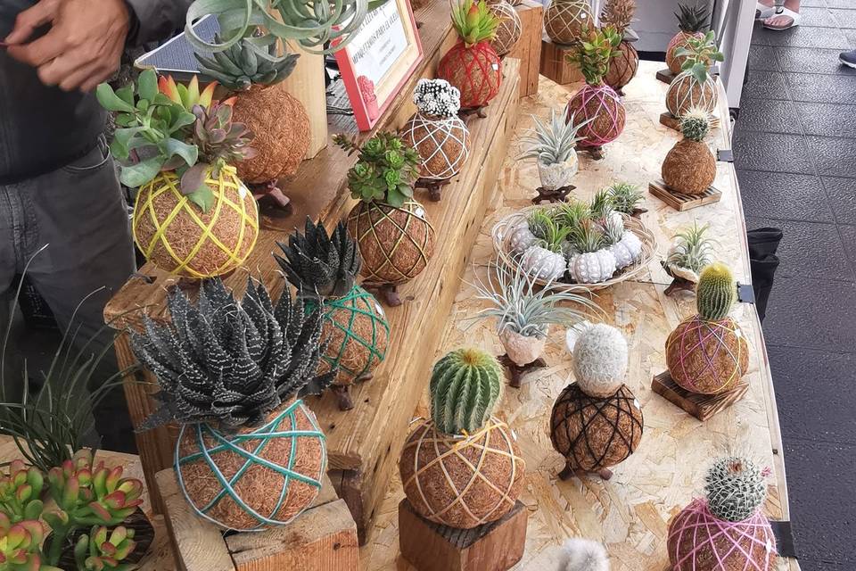 Kokedamas con cactus