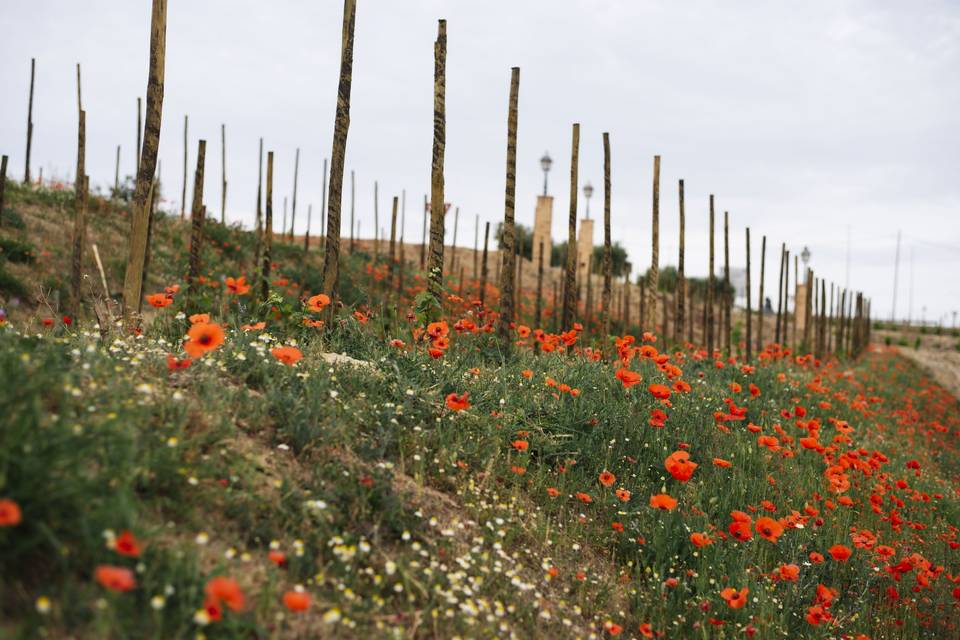 Dosterras Wine Garden