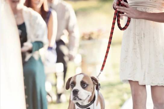 Boda con perros -VivePetResort