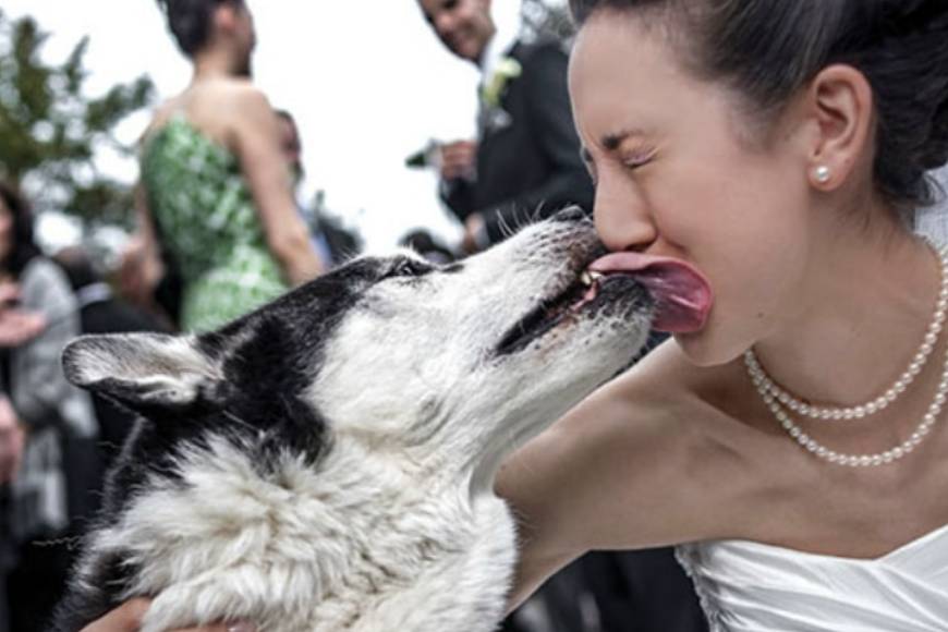 Boda con perros -VivePetResort