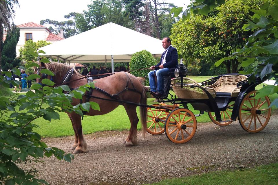 Coche caballos