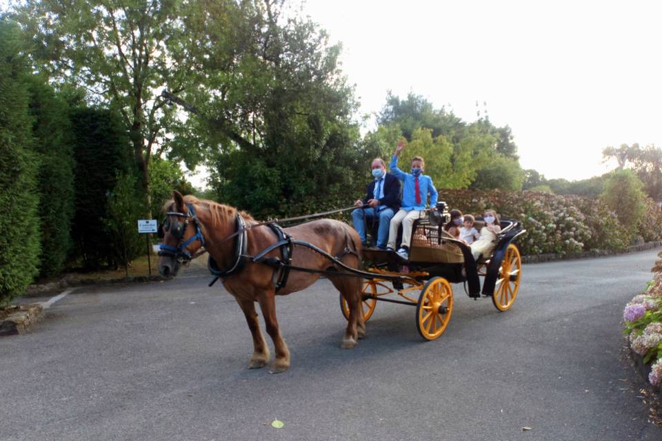 Coche caballos