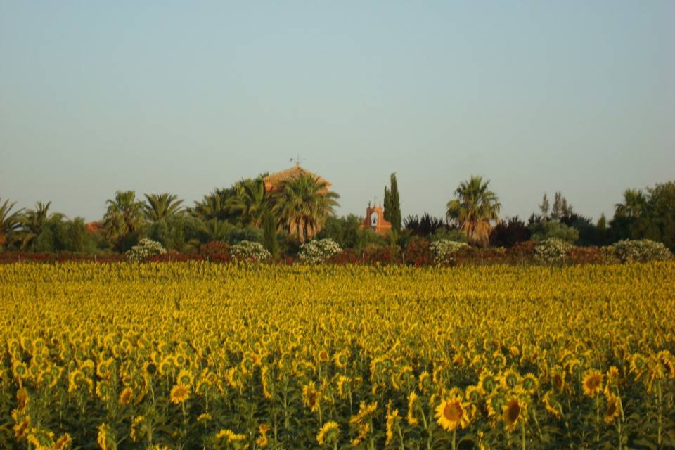 Las flores de Tabajete