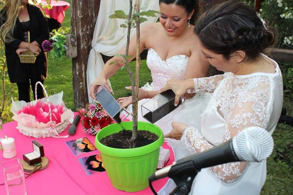 Ceremonias del árbol