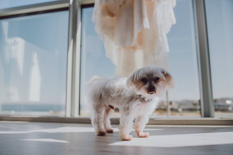 Fotógrafos de boda en Asturias