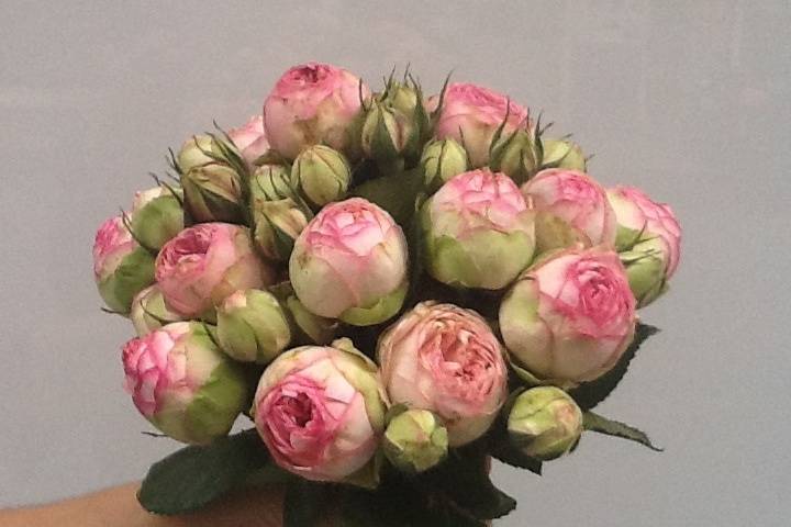 Floristeria Caladium