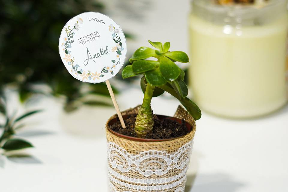 Suculenta Personalizada