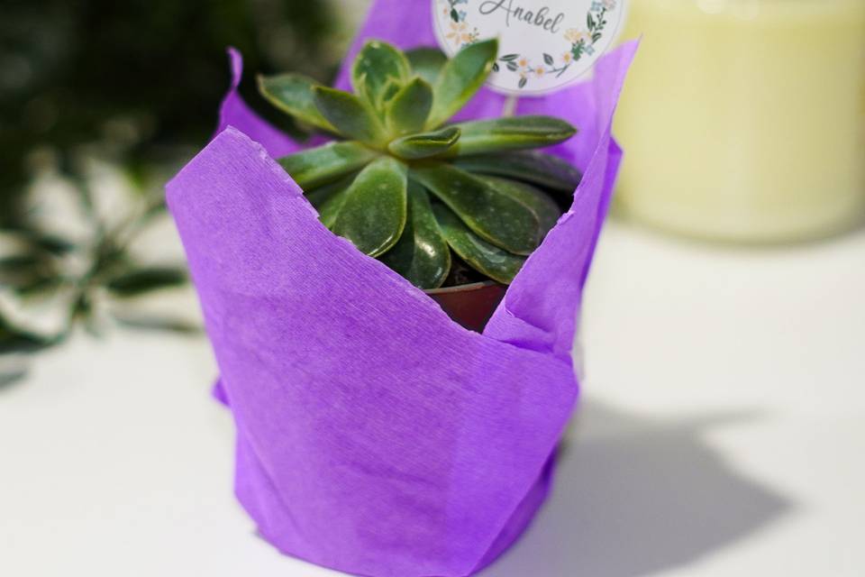Suculenta Personalizada