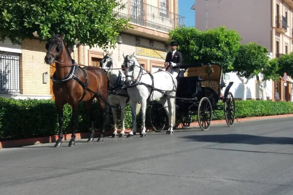 Caballos Carbonell