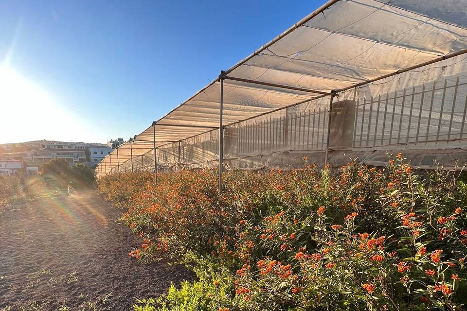 Finca Pepeoil