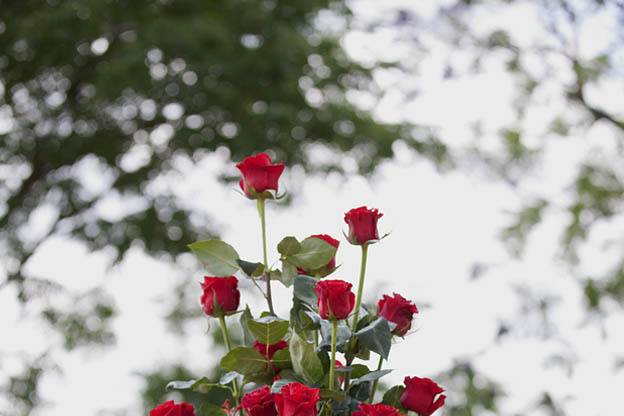 J Ramón Serna Floristas