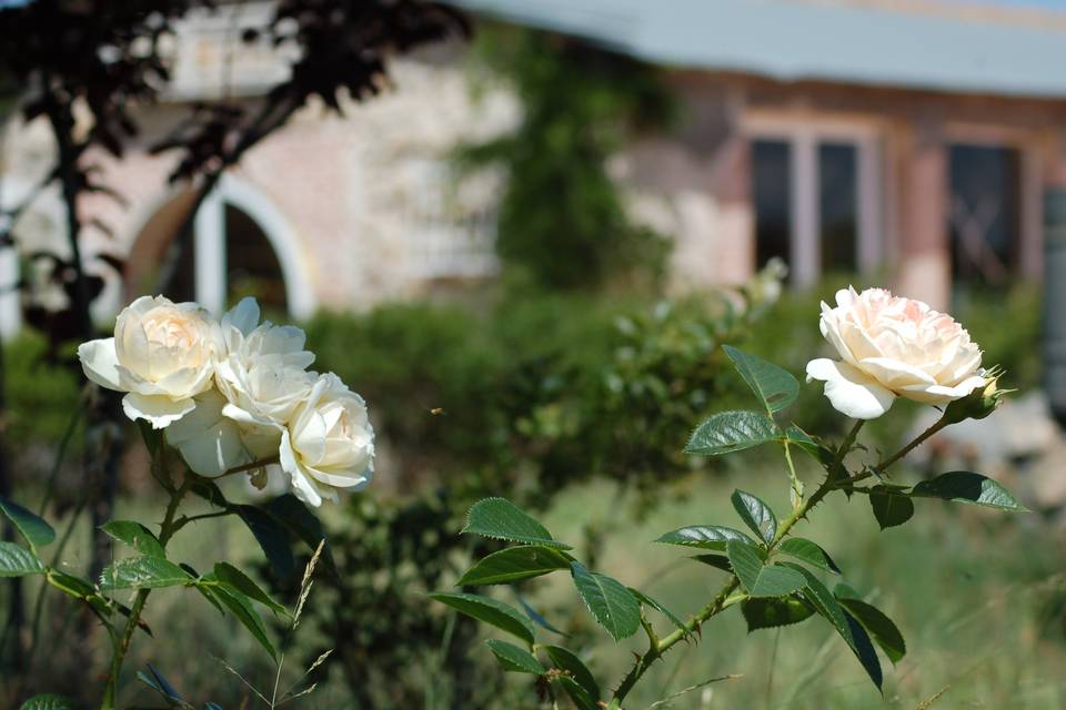 Jardines de las rosas