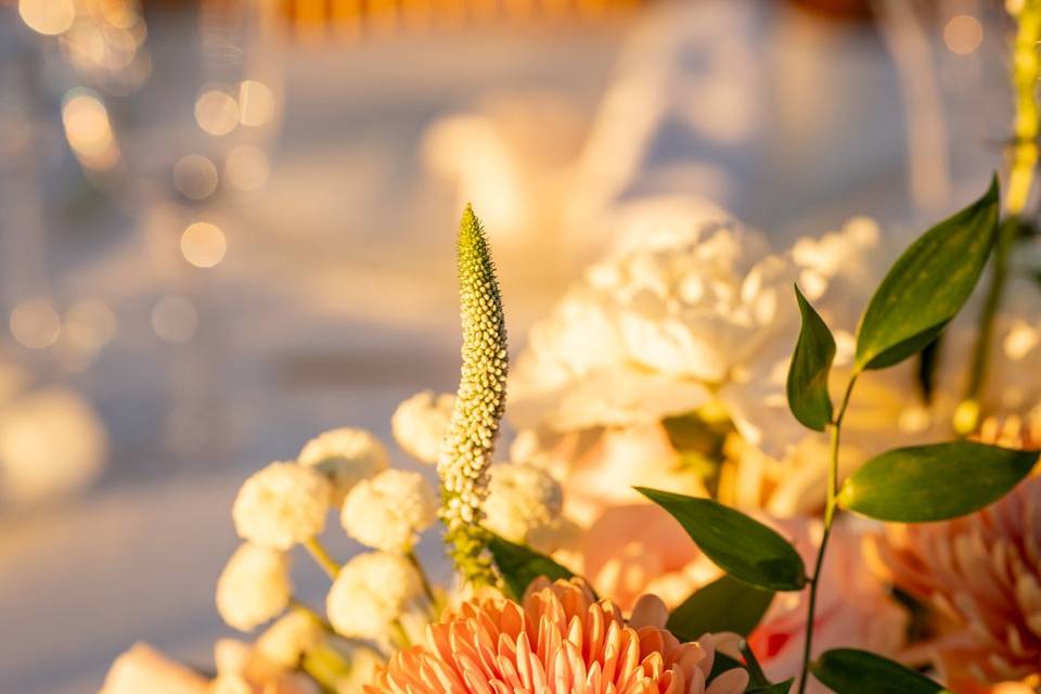 Boda Alejandra y César 2025