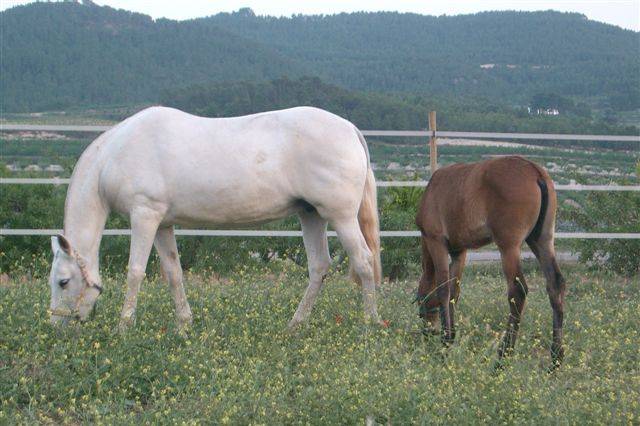 Cría de caballos