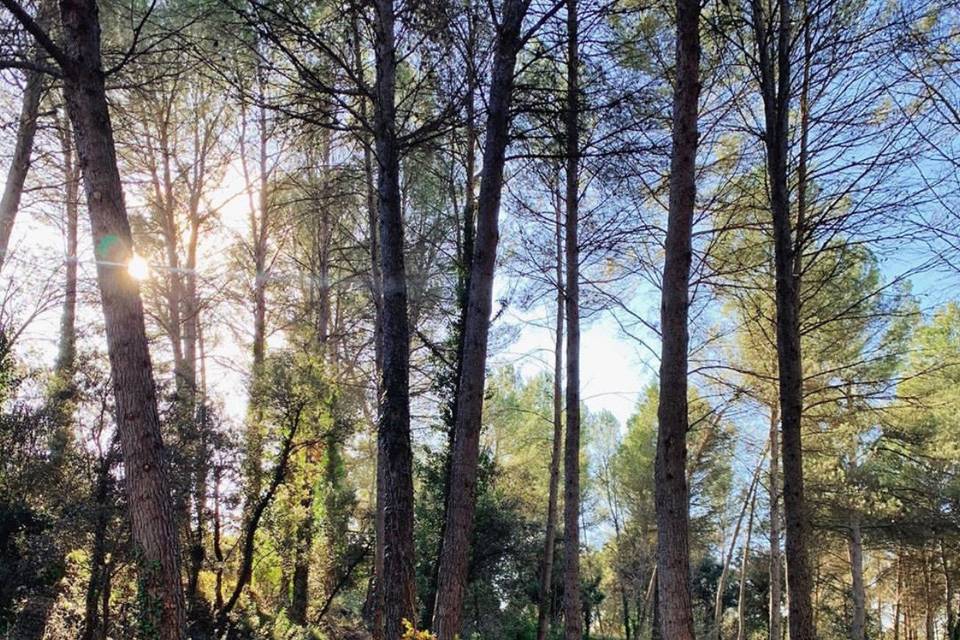 Ceremonia íntima en el bosque