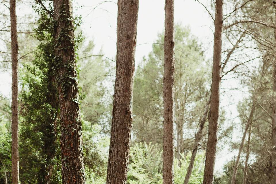 Ceremonia en el bosque