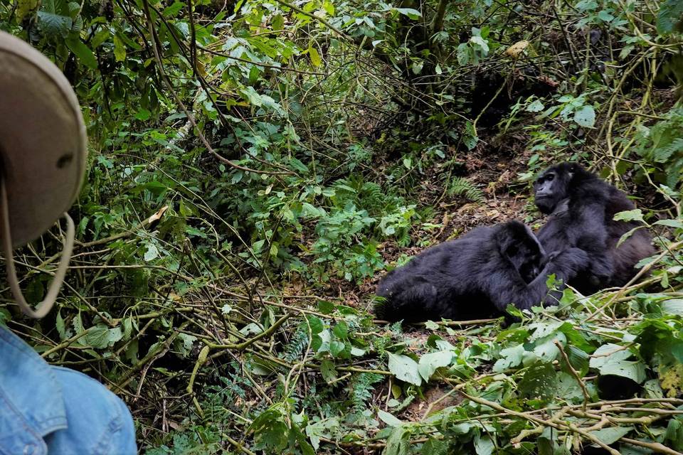 Uganda... gorilas en la niebla