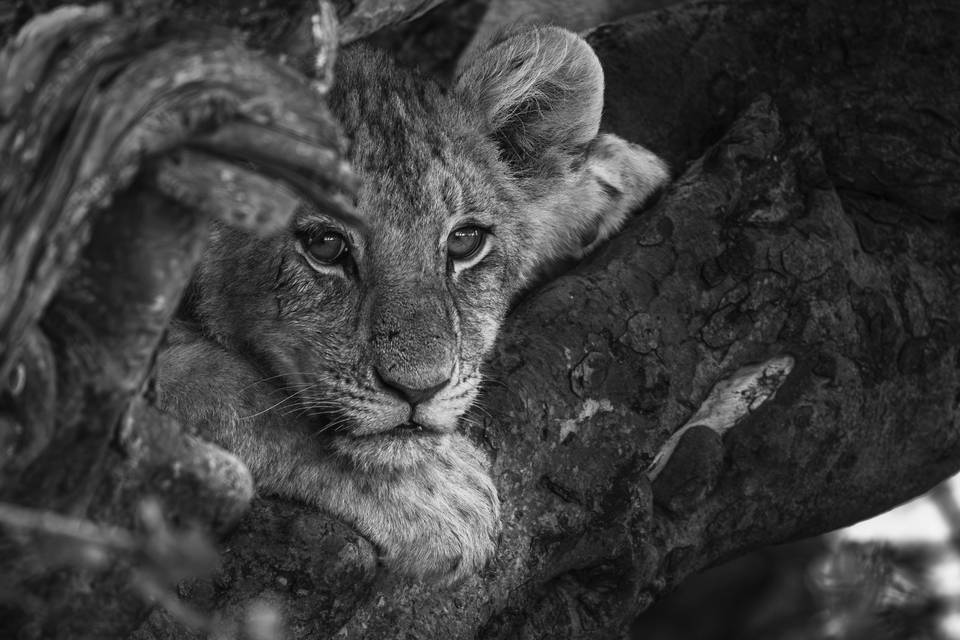 León en Kenia