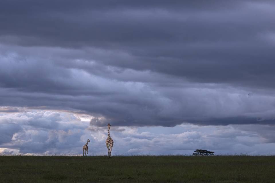 Masai Mara