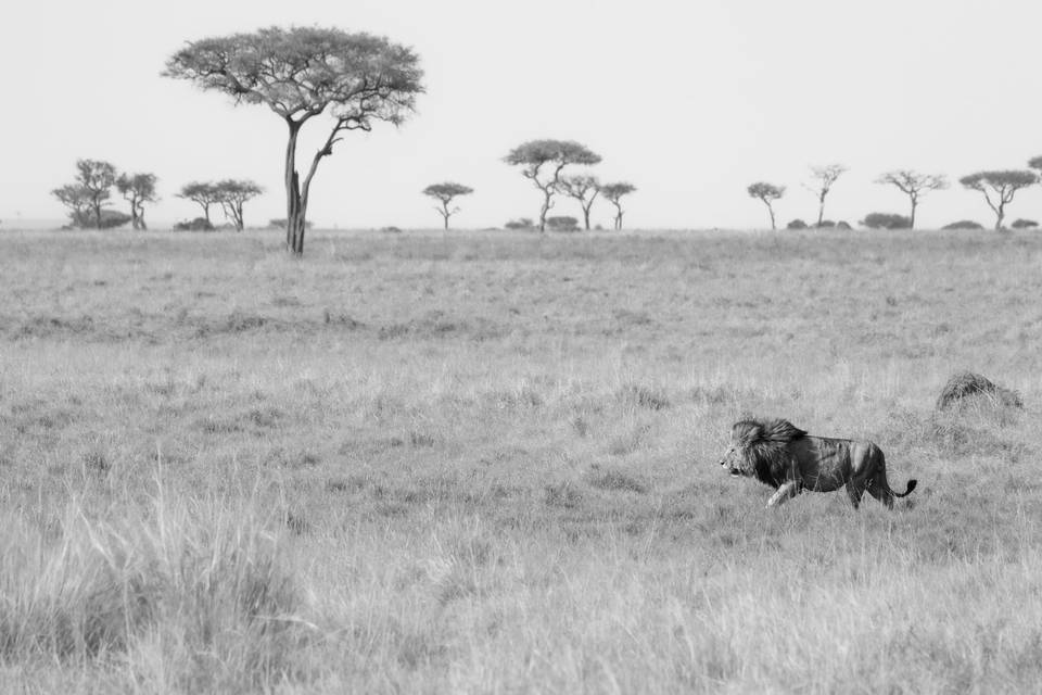 Masai Mara