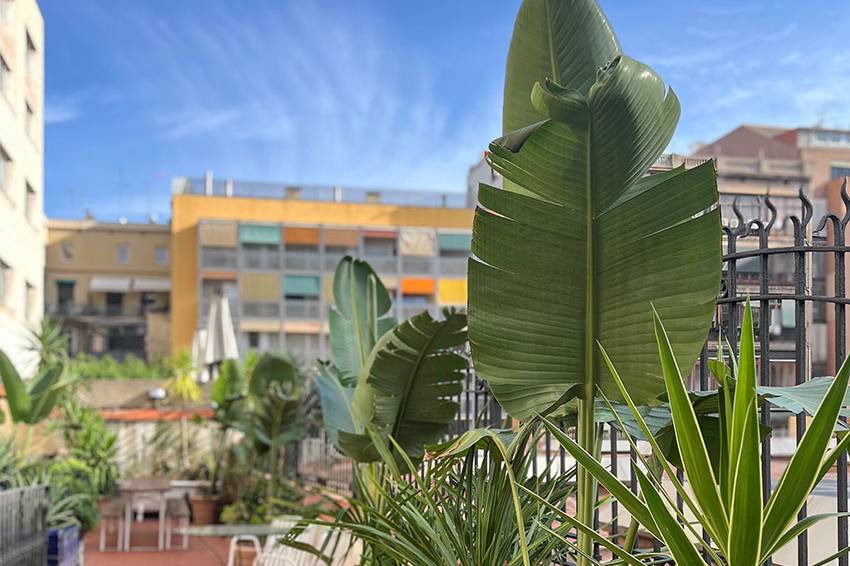 Terraza