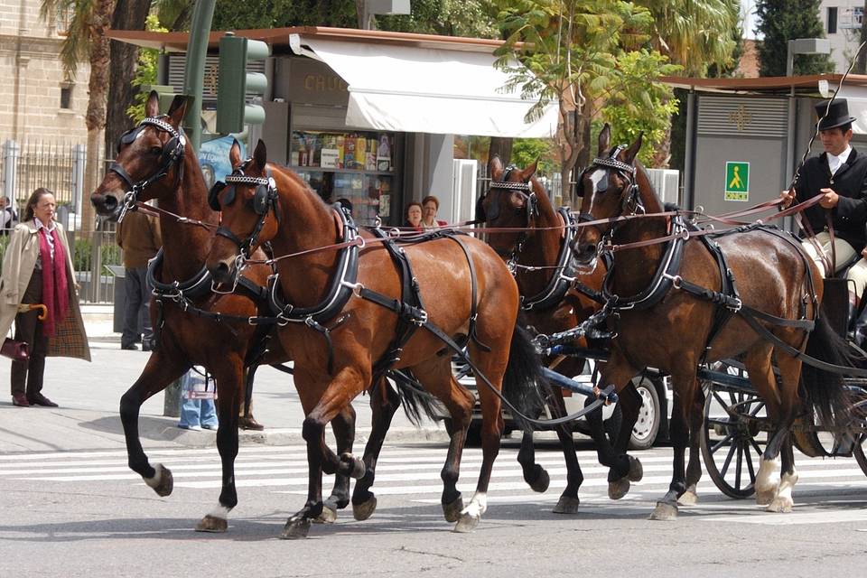 Carruajes Pasearte