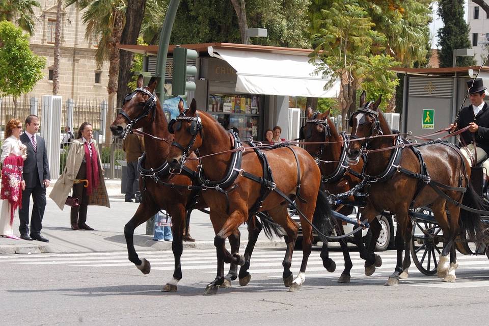 Carruajes Pasearte