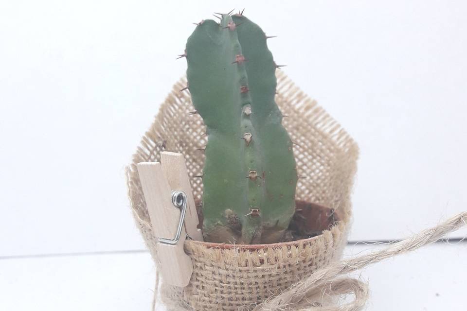 Cactus surtido