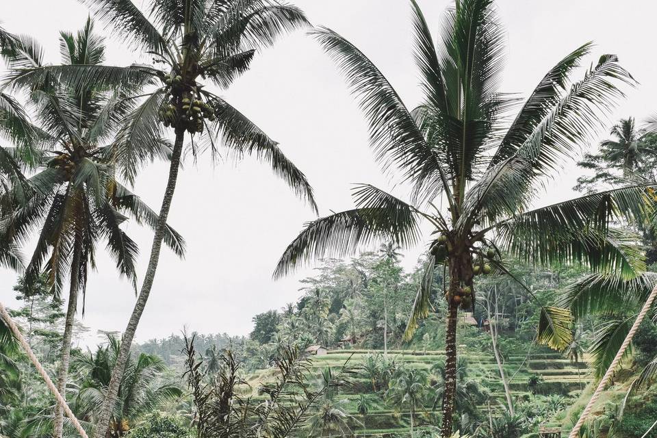 Ubud - Bali