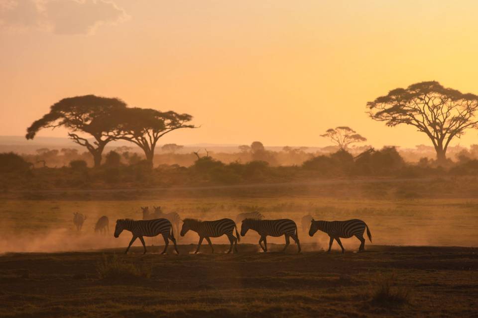 Safari en África