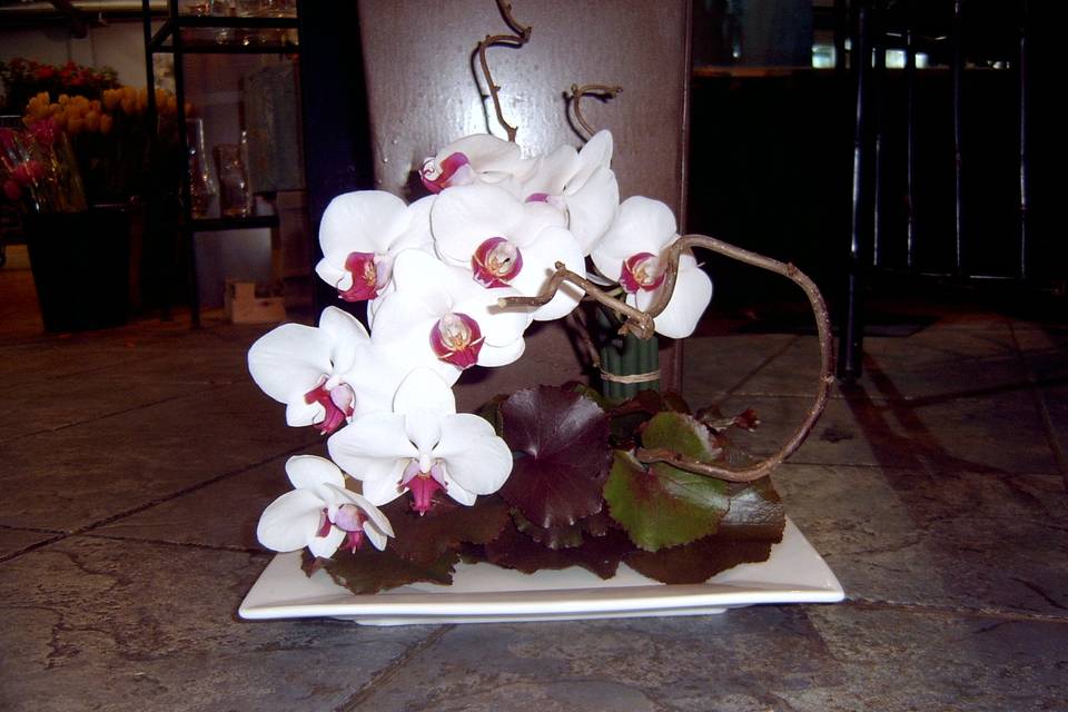 Centro orquídeas