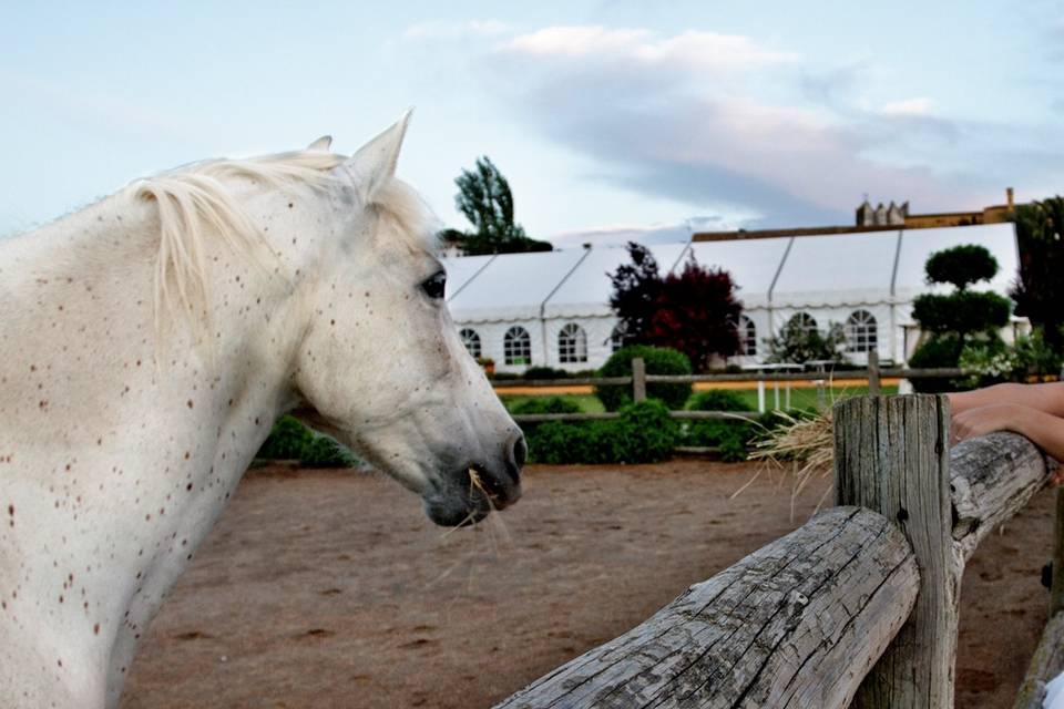 Vista desde los caballos